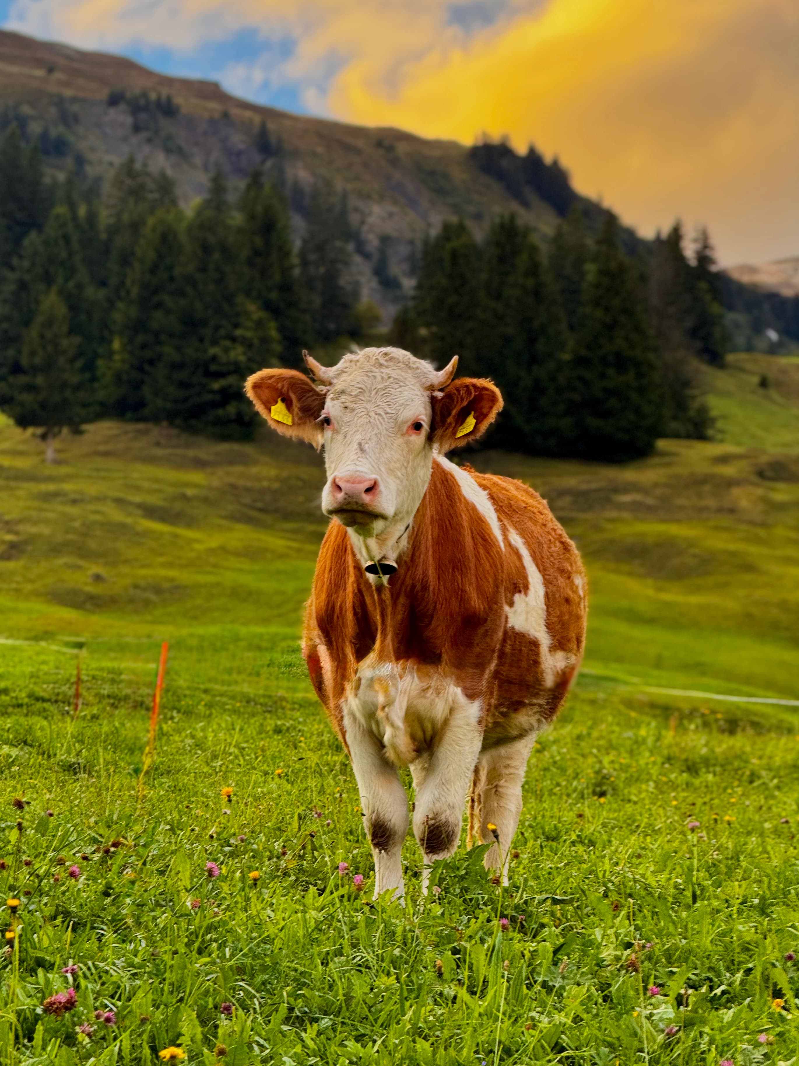 Switzerland - The Swiss Alps - Gallery 3